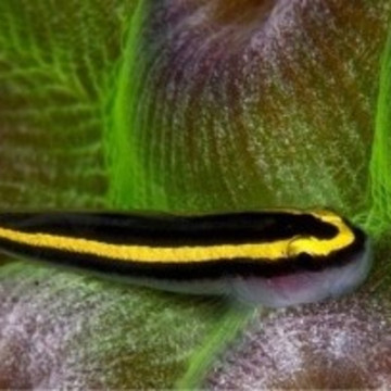Elacatinus figaro : 1.5 à 3 cm  (Gobie déparasitaire d'élévage)